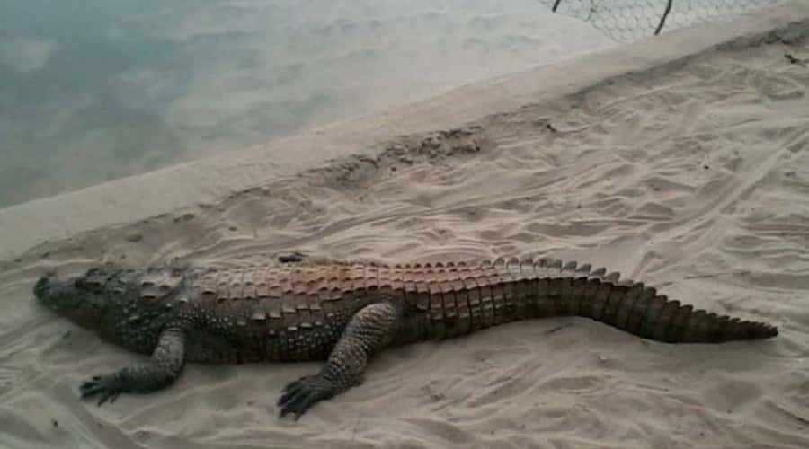 Crocodile in Parsa Wildlife Reserve
