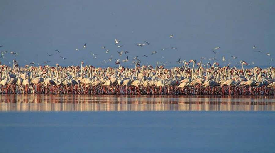 Migratory Birds at Kutch Desert Wildlife Sanctuary