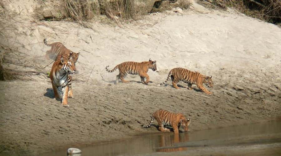 Royal Bengal Tigers - Bardia National Park, Nepal