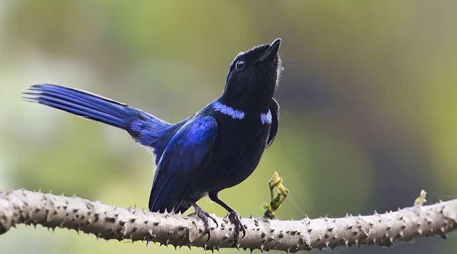 Bird Watching in Kewzing Sikkim