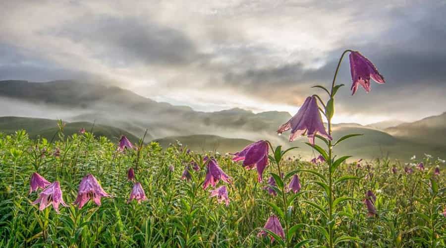  Dzokou Valley: Valley of Flowers of the North East 
