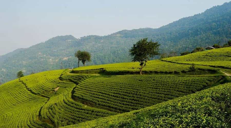 Green Temi Tea Gardens, Sikkim