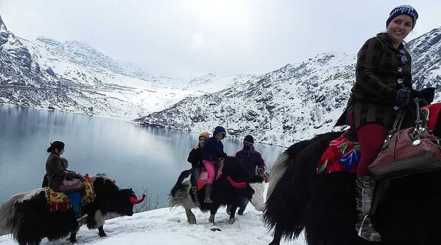 Yak Ride in Sikkim