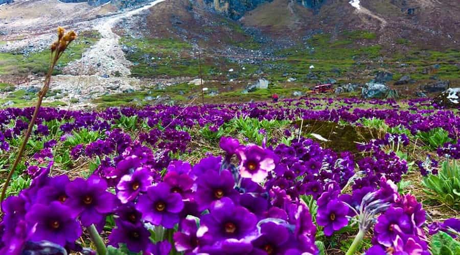 Yumthang valley of flowers, North sikkim