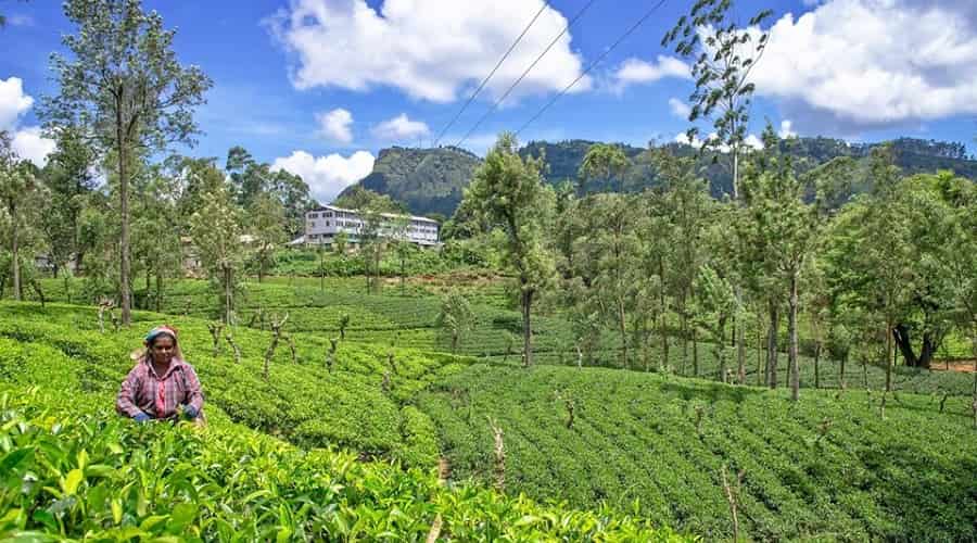 Labookellie Tea Centre