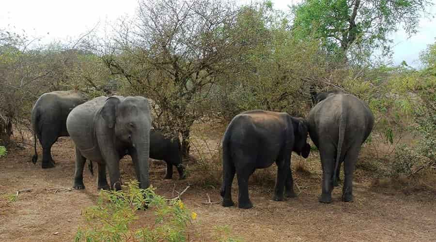 Somawathiya Chaitya Sanctuary