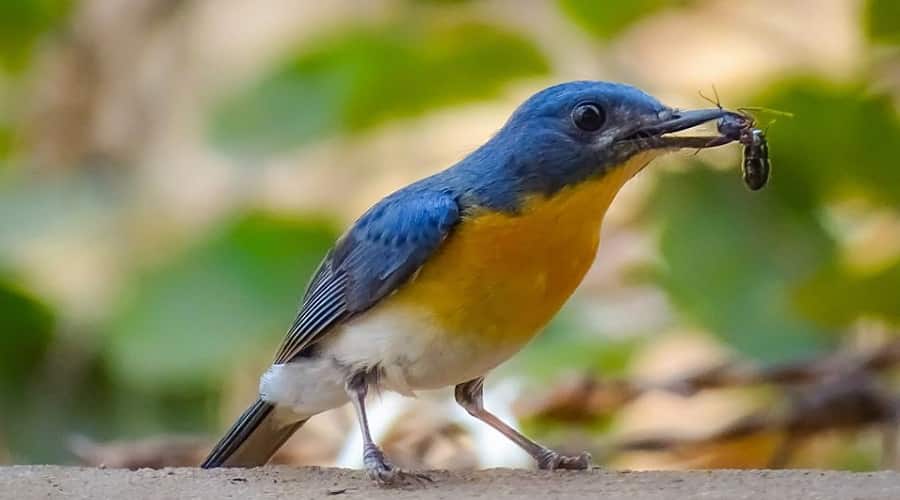 Tickell's blue flycatcher, Jambughoda
