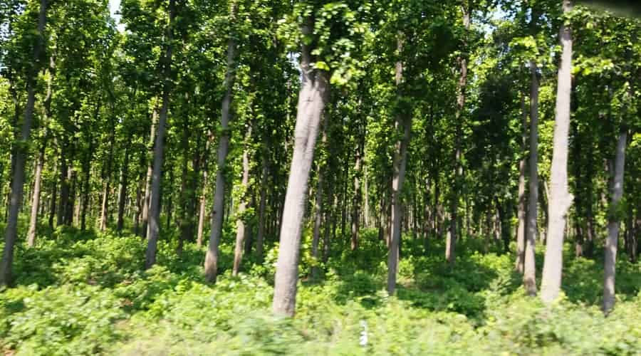 Kushmi Forest near Gorakhpur