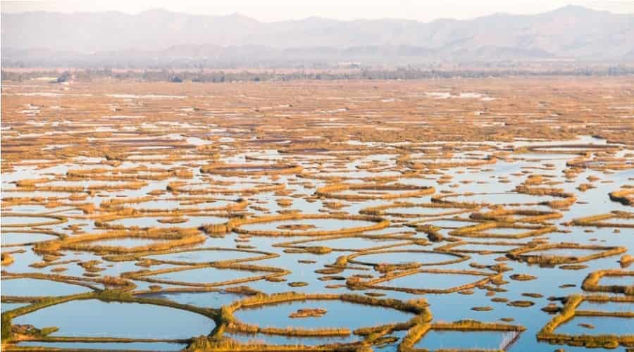 Flora of Keibul Lamjao National Park