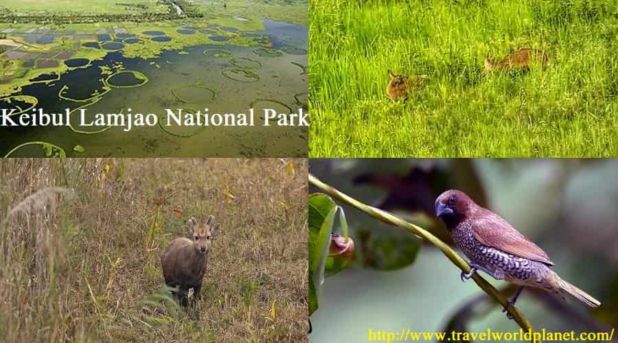 Keibul Lamjao National Park, Manipur - Flora & Fauna, Timing