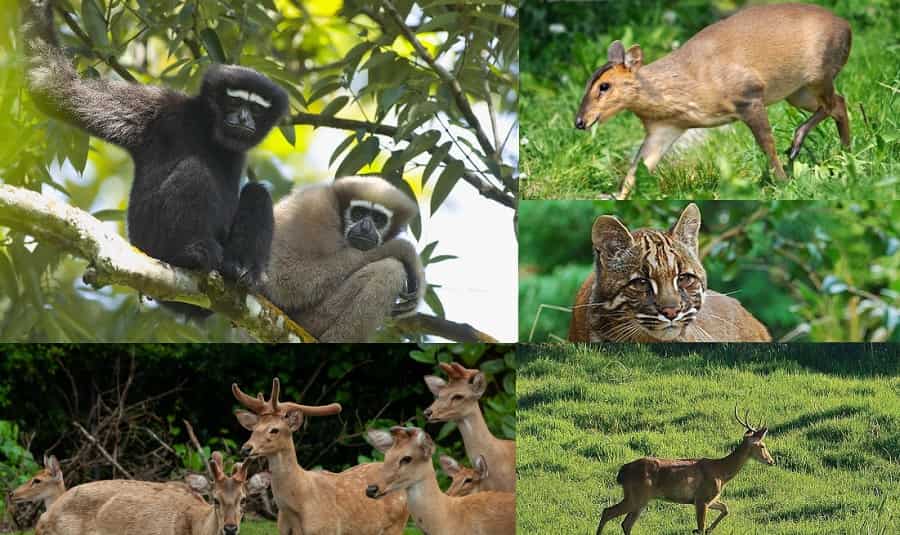 List of National Parks and Wildlife Sanctuaries in Manipur