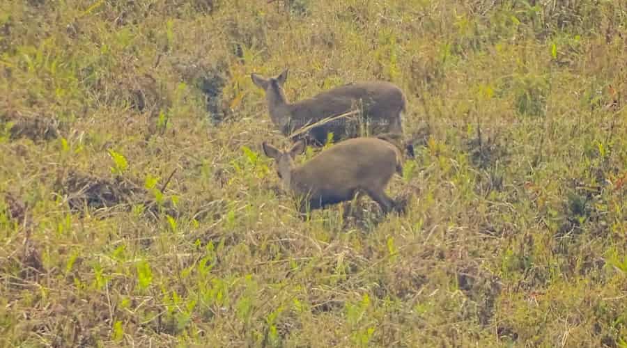 Manipur's Dancing Deer