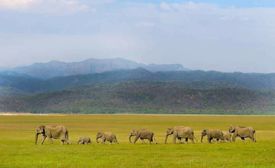 Jim Corbett National Park