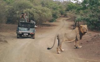 Asiatic Lion at Gir National Park