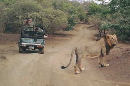 Asiatic Lion at Gir National Park