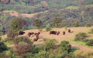 Herd of Indian Gaur at Chandoli National Park