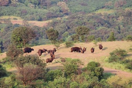 Herd of Indian Gaur at Chandoli National Park