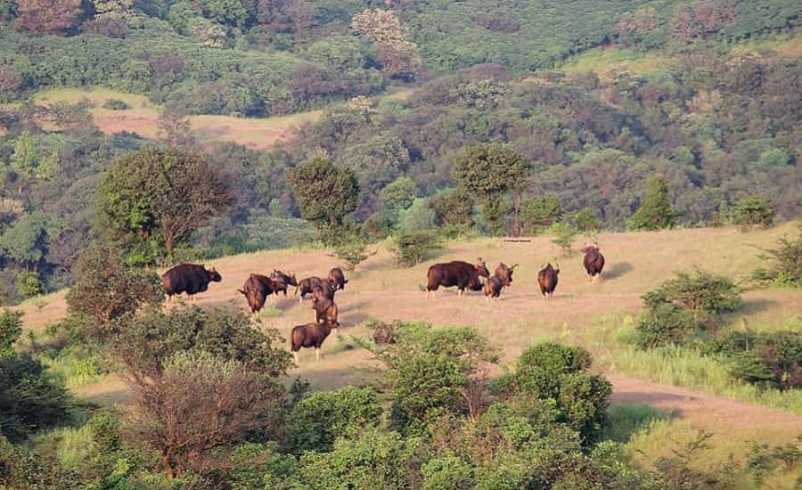 Herd of Indian Gaur at Chandoli National Park