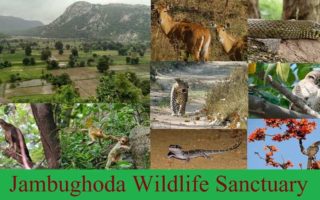 Jambughoda Wildlife Sanctuary