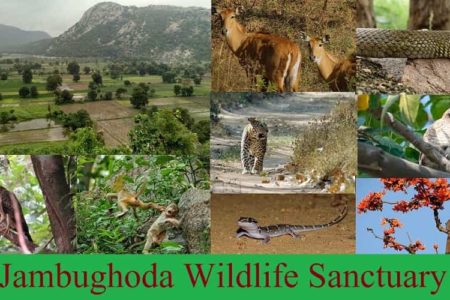 Jambughoda Wildlife Sanctuary