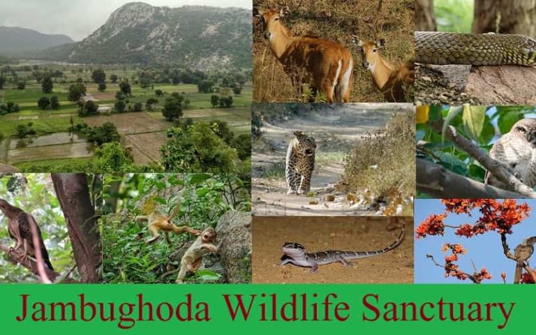 Jambughoda Wildlife Sanctuary