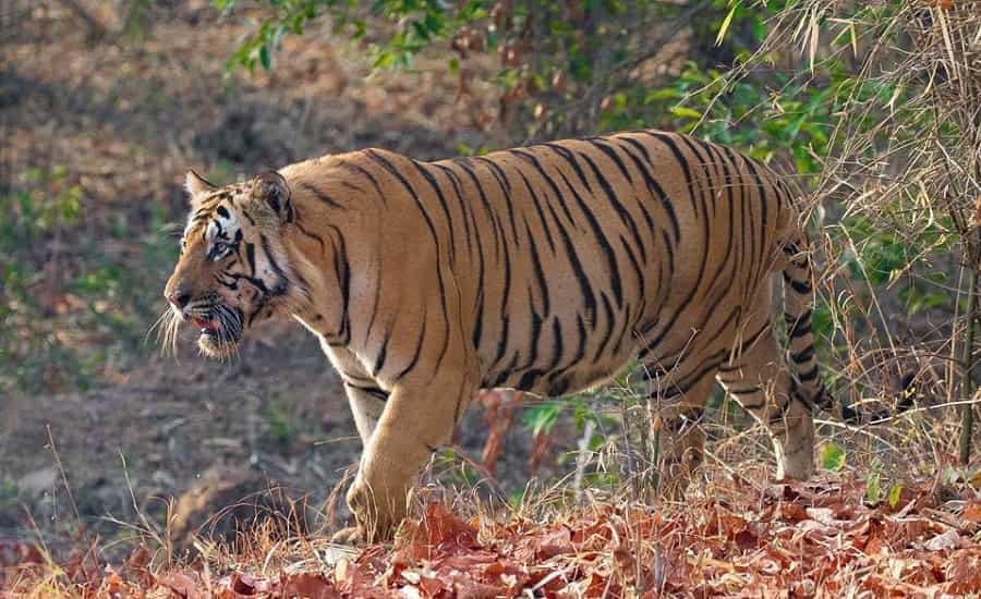 Royal Bengal Tiger at Tadoba Andhari Tiger Reserve