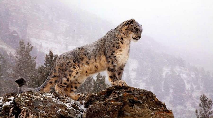 Snow Leopard at Hemis National Park