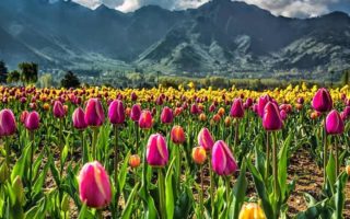 Tulip Garden, Srinagar
