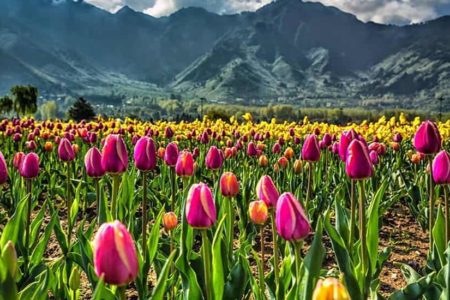 Tulip Garden, Srinagar