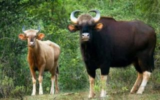Indian Bison at Dandeli National Park