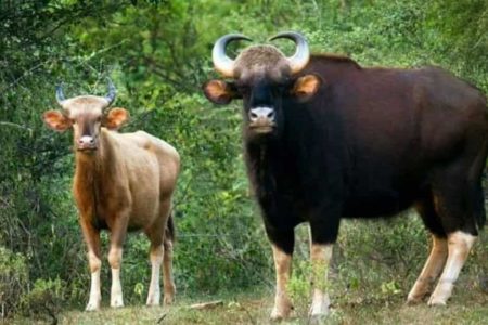 Indian Bison at Dandeli National Park