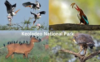 Keoladeo National Park, Bharatpur