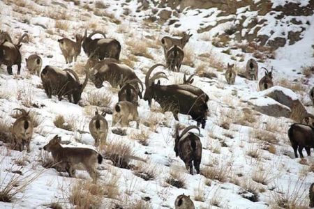 Hemis National Park