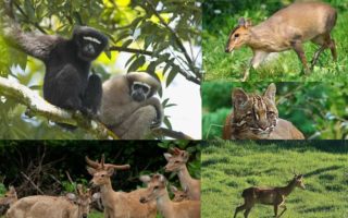 Manipur Wildlife Sanctuaries