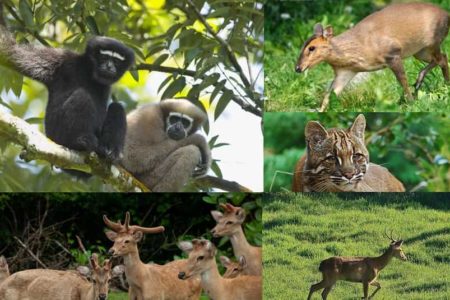 Manipur Wildlife Sanctuaries