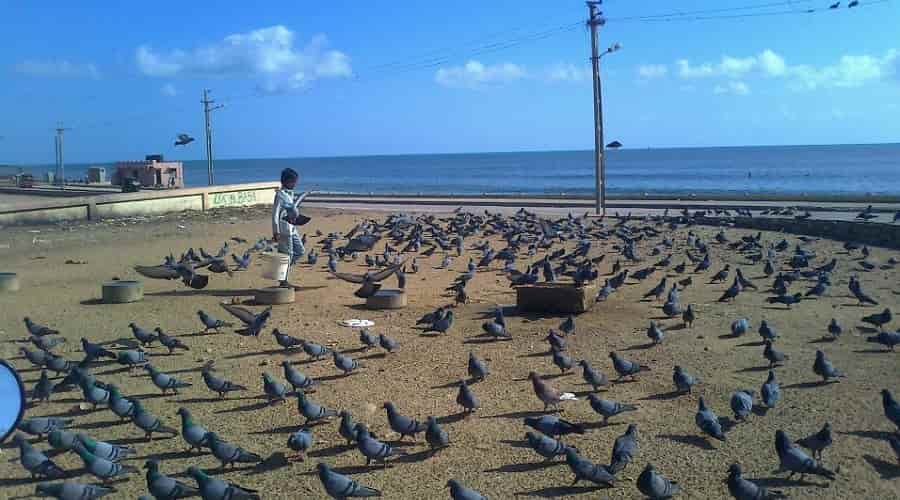 Chowpatty Beach, Porbandar