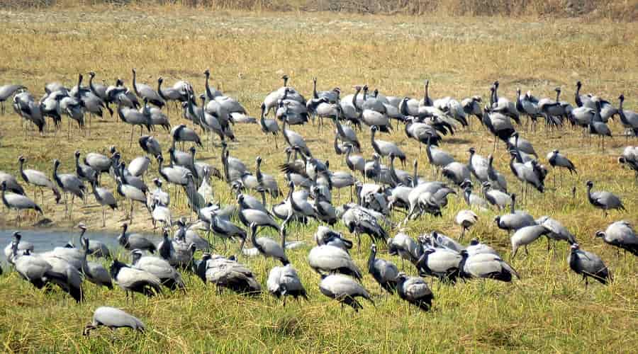 Porbandar Bird Sanctuary