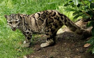 Clouded Leopard Spotted in Mouling National Park