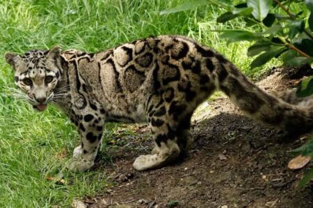 Clouded Leopard Spotted in Mouling National Park
