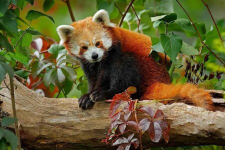 Red Panda at Namdapha National Park