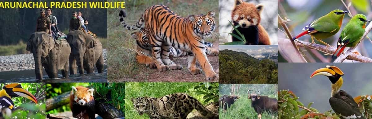 National Parks and Wildlife Sanctuary in Arunachal Pradesh