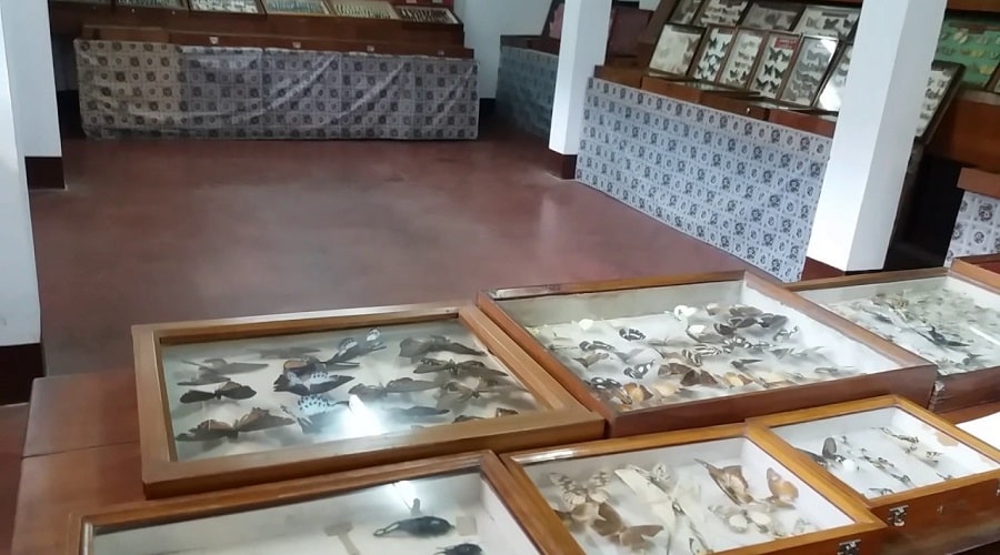 Butterfly Museum, Shillong