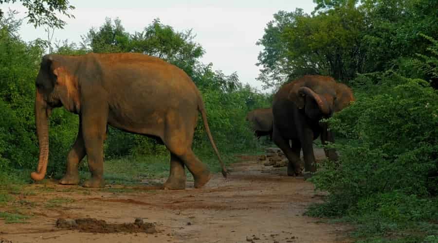 Elephants at Gopur