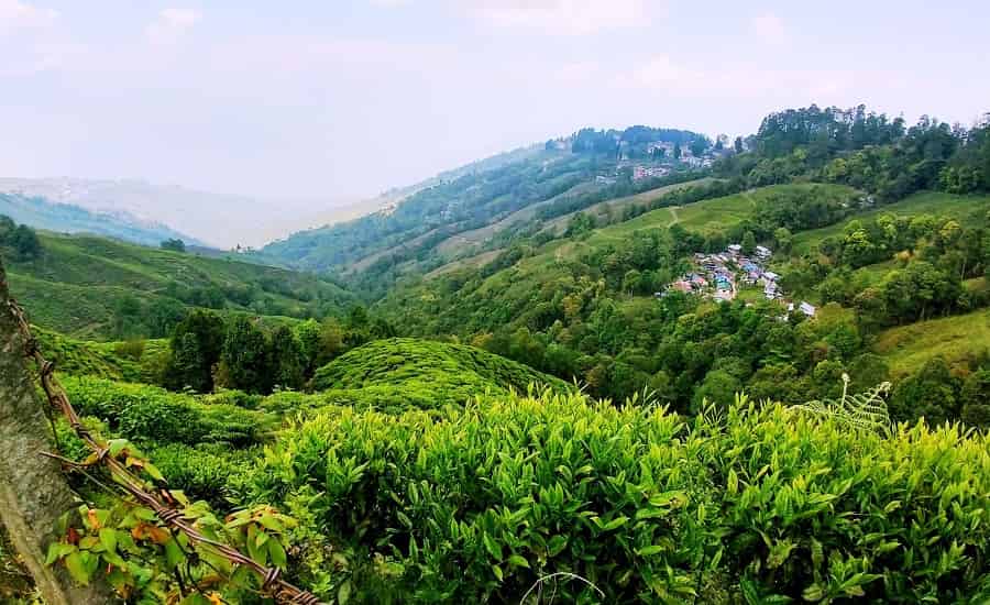 Happy Valley Tea Estate