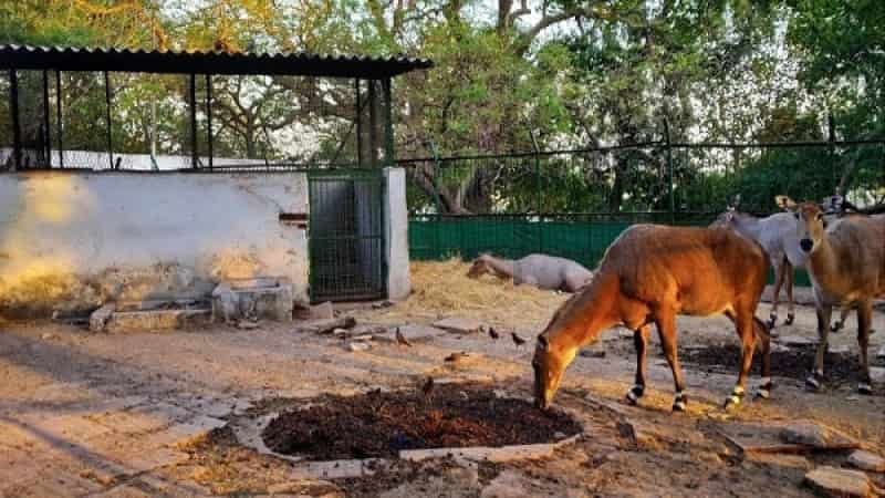 Kamala Nehru Zoo, Ahmedabad