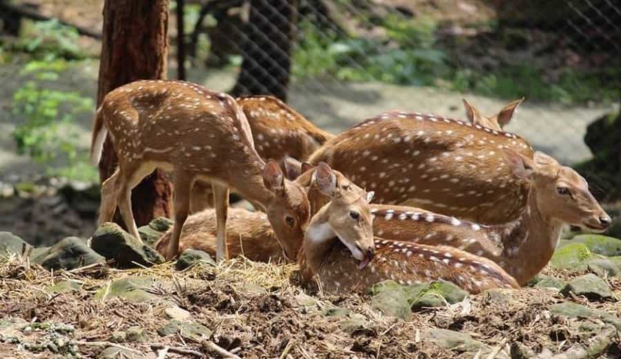 Malsi Deer Park, Dehradun