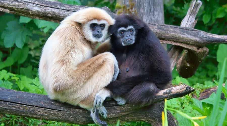 Gibbon Wildlife Sanctuary
