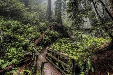 Jeypore Rainforest