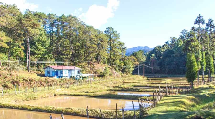 Tarin Fish Farm