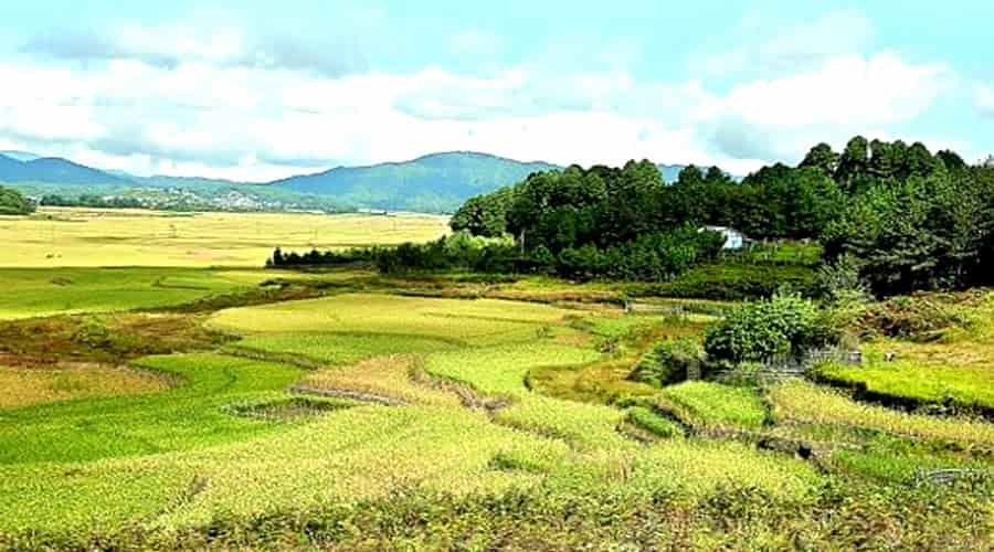 Ziro Puto